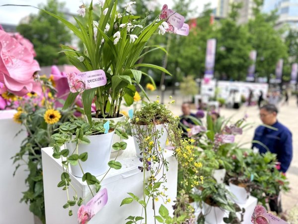 长三角花卉“选秀”会上，373个品种向城市抛出橄榄枝，新月季或叫“魔都”